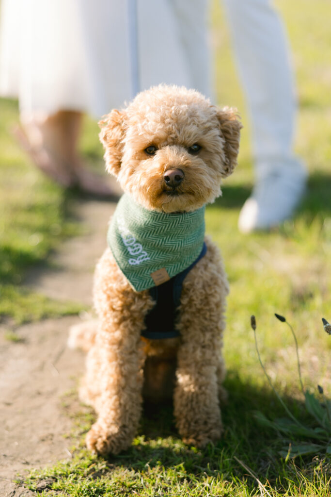 Santa Barbara Engagement Session