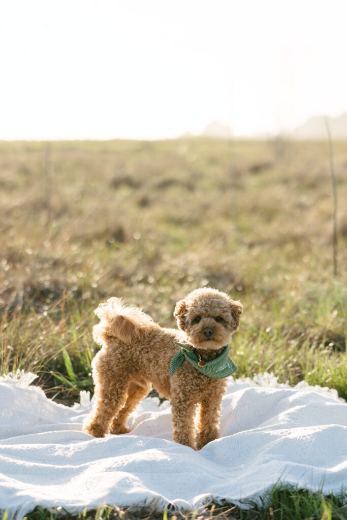 Santa Barbara Engagement Session